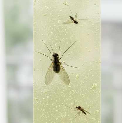 Fly, Mosquito & Insect Catcher Adhesive Sticky Glue Strips